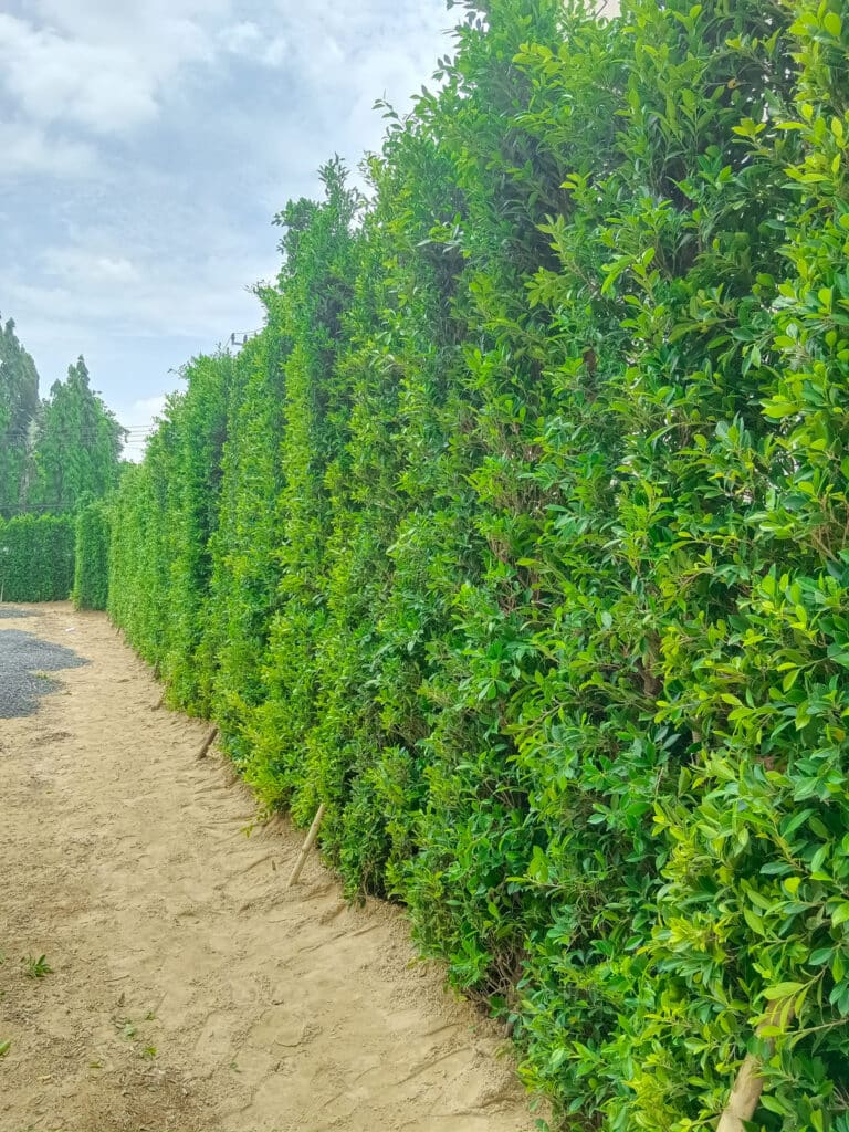 A nursery row of tall, closely spaced clipped Ficus columns staked with bamboo, beside a sand track.